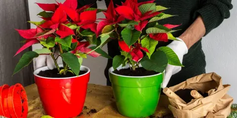 Deux poinsettias aux feuilles rouge vif et vertes, dans des pots rouge et vert. Préparation pour la plantation, avec terre et branches de sapin.