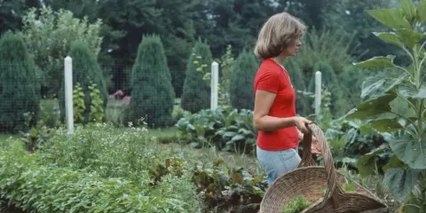 Donna con cesto raccoglie erbe aromatiche in orti bellissimi, circondata da verdure rigogliose e alberi verdi.