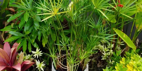 Un papyrus dans l'eau sans terre, ses tiges fines et vertes s'élèvent, entourées d'autres plantes luxuriantes.