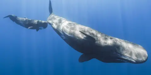 Due capodogli nuotano in acque blu. Questi giganti marini si nutrono principalmente di calamari, cacciati nelle profondità oceaniche.