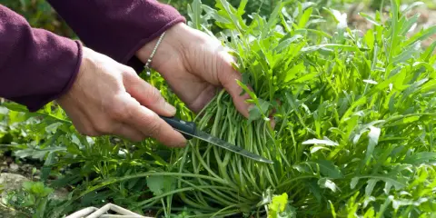 Hände ernten frischen Rucola mit einem Messer. Ein Korb liegt bereit.