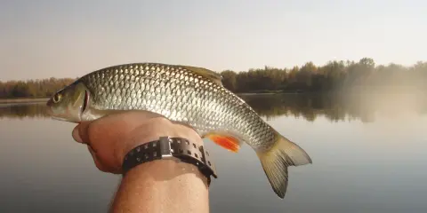 Ryba złowiona na płoć, z widoczną łuską i pomarańczową płetwą. W tle spokojna rzeka i jesienne drzewa.