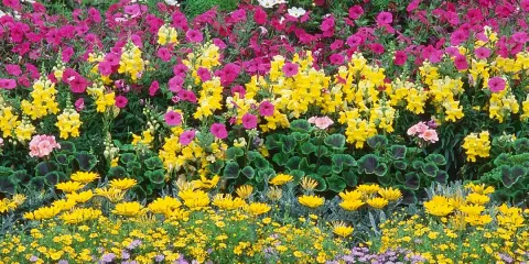 Un parterre coloré de plante extérieur : roses, jaunes, blancs et violets.