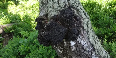 Czarny, guzowaty chaga na pniu brzozy. Choć ceniony za właściwości, warto pamiętać o potencjalnych chaga skutki uboczne.