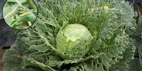 Chou dévoré par des chenilles, illustrant la maladie des choux. Gros plan sur les feuilles trouées et les insectes.