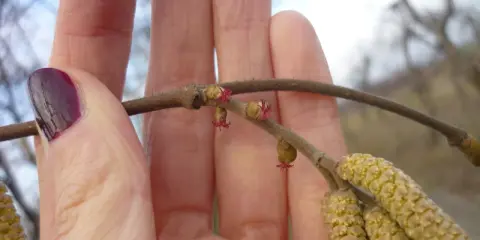 Jak kwitnie orzech laskowy? Klucz do obfitych zbiorów!