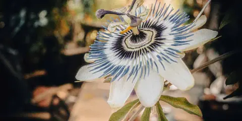 Une bouture passiflore, fleur exotique aux pétales blancs et filaments bleus et violets, s'épanouit dans un jardin.