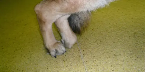 Pattes d'un chien atteint de myélopathie dégénérative, montrant une faiblesse et une démarche anormale.