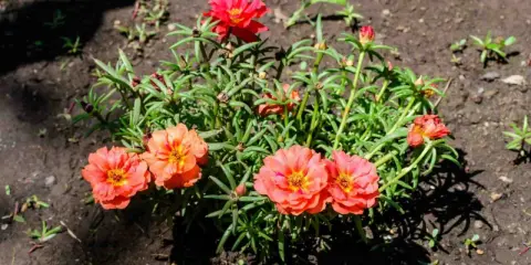Des pourpiers aux fleurs éclatantes, orange et rouges, poussent dans la terre. L'entretien de ces plantes est simple, elles aiment le soleil.