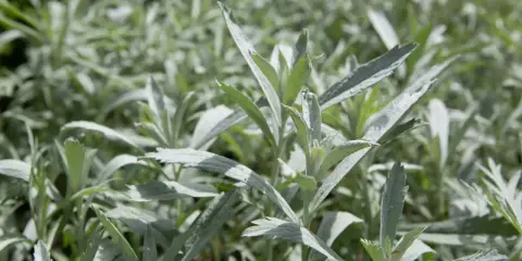 Srebrzyste liście bylicy luizjańskiej tworzą gęsty, zielony dywan.