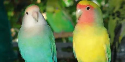Due inseparabili, uno verde acqua e bianco, l'altro giallo e rosa, posano su un ramo. Un'immagine che celebra l'allevamento inseparabili.