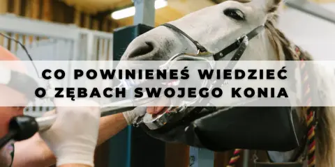 Co koń ma w pysku? Zęby, anatomia, problemy Kompletny przewodnik.