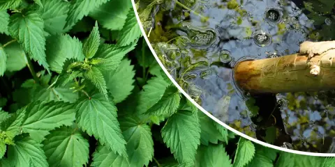 Orties vertes et un seau d'eau avec une branche, pour apprendre comment utiliser le purin d'ortie.