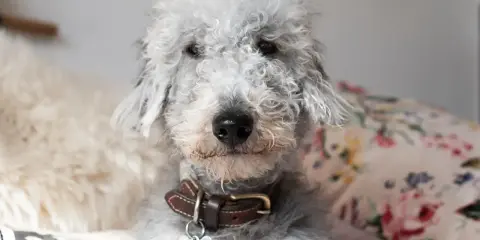 Uroczy pies rasy Bedlington Terrier z kręconą, szarą sierścią. Zastanawiasz się, ile żyje pies z padaczką?