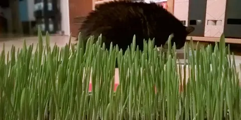 Frisch gezogenes Katzengras, bereit für die Samtpfote. So einfach ist Katzengras selber ziehen!