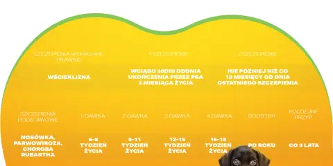 Kalendarz szczepień psa: pierwsze szczepienie szczeniaka, dawki, wścieklizna, choroby.