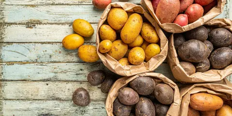 Une variété de pommes de terre, allant du jaune doré au rouge et au violet foncé, est présentée dans des sacs en papier sur une table en bois vieilli.
