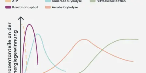 Diagramm zeigt, was bewirkt Kreatin: Kreatinphosphat liefert kurzfristig Energie, gefolgt von anaerober und aerober Glykolyse sowie Fettsäureoxidation bei längerer Belastung.