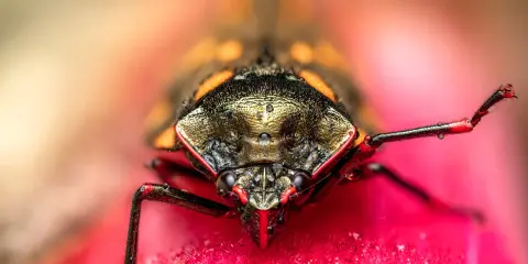 Niesamowite makro: co to za owad? Widok z bliska na głowę i nogi pluskwiaka z kroplami rosy na różowym kwiecie.