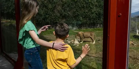 Kinder bestaunen Löwen im Selwo Aventura. Ein Mädchen zeigt auf die Tiere, während ein Junge fasziniert zuschaut.