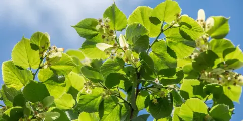 Feuilles vertes et petites fleurs de tilleul sous un ciel bleu. Idéal pour savoir quand cueillir le tilleul.