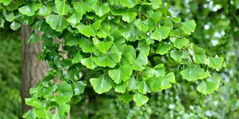 Rameau d'un arbre de ginkgo biloba, ses feuilles vertes en forme d'éventail créent une belle plantation.