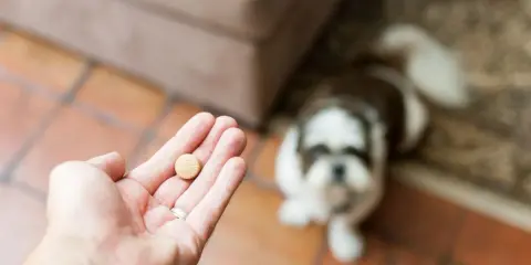 Do kiedy tabletki na kleszcze dla psa? Prawda o całorocznej ochronie