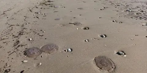 Spiaggia con diverse meduse spiaggiate sulla sabbia. Le mareggiate e le correnti marine spesso danno origine alle meduse che finiscono a riva.