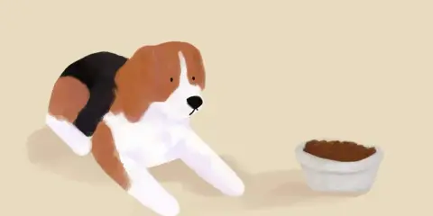 Beagle leży obok miski z jedzeniem, ale pies nie chce jeść.