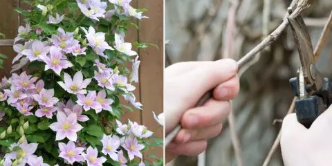 Piękna powojowa z różowymi kwiatami obok dłoni przycinającej pędy. Wiosenne cięcie clematis to klucz do obfitego kwitnienia.