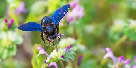 Une abeille charpentière aux ailes bleues métalliques butine une petite fleur rose et verte.