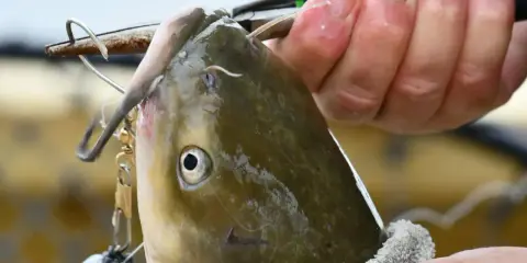 Osoba wyciąga rybę z wody, która ma haczyk w pysku.