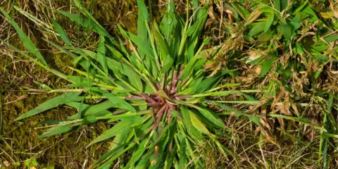 A close-up of crabgrass with its distinctive purple stem, spreading across dry grass and mossy ground.
