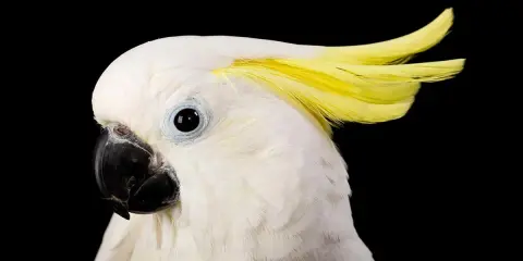 Cacatua bianco con cresta gialla, pronto a ballare al ritmo della musica per far ballare i pappagalli.