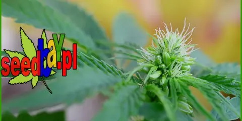 Ile kwitnie marihuana? Przewodnik po fazie kwitnienia i zbiorach