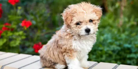 Adorable caniche croisé bichon, tout doux, assis sur un muret avec des fleurs rouges en arrière-plan.