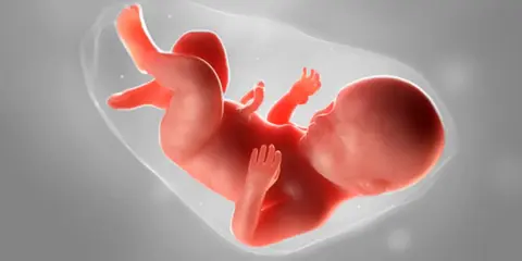 Ein Fötus in der 20. SSW. Statistiken zeigen, dass die meisten Babys um diese Zeit herum geboren werden.