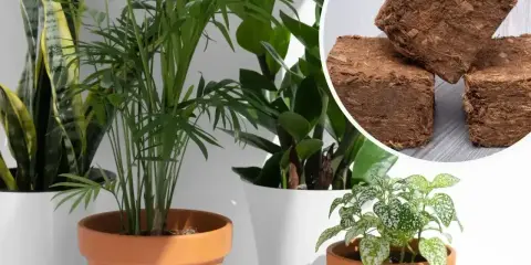 Zdrowe rośliny w doniczkach, obok kostki ziemi kokosowej, idealne do domowego ogrodu.