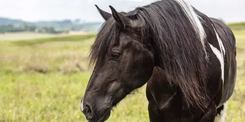 Ein majestätischer barocker Pinto mit schwarzem Fell und weißen Flecken steht auf einer grünen Wiese.