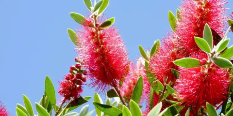 Fleurs rouges vives de rince bouteille sous un ciel bleu éclatant.