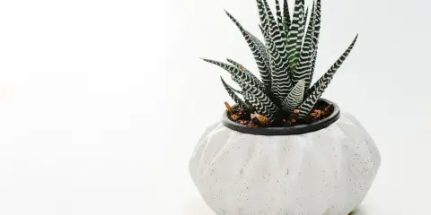 Zebra aloes w białej, karbowanej doniczce. Ziemia w doniczce jest ciemna, lekko wilgotna, idealna dla sukulentów.