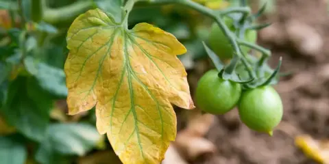 Une feuille tomate jaune, signe de détresse, contraste avec les jeunes tomates vertes sur la plante.