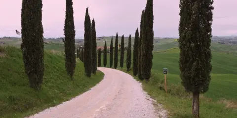 Strada dei cipressi in Val d'Orcia, un sentiero sterrato serpeggia tra dolci colline verdi, fiancheggiato da alti cipressi.