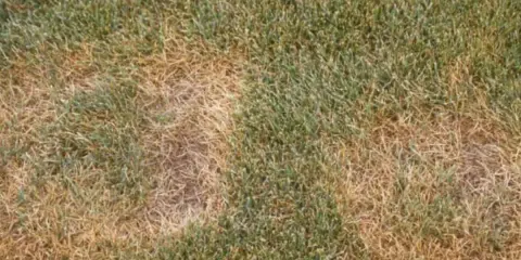 Patches of brown, dead grass indicate summer patch disease on the lawn.