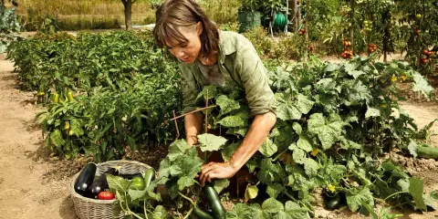 Une jardinière récolte un concombre poona kheera dans son potager luxuriant, à côté d'un panier rempli de légumes frais.