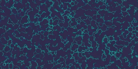 Struttura cellulare di Citrobacter koseri, con forme tondeggianti e irregolari che si aggregano in un pattern organico su sfondo scuro.