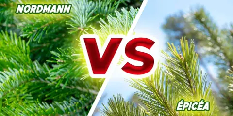 Comparaison entre le sapin Nordmann et l'épicéa, deux conifères populaires pour les fêtes.