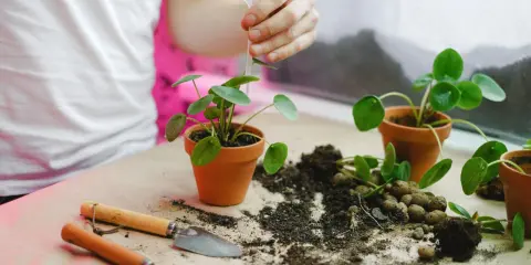 Kiedy przesadzać kwiaty? Terminy, sygnały i porady eksperta.