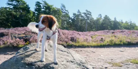 En glad hund står på en sten med ljungfält och träd i bakgrunden.