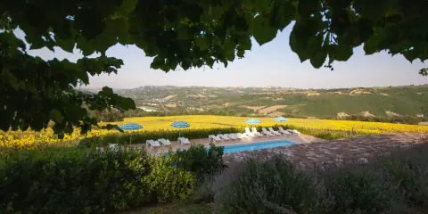 Piscina e lettini con vista su un campo di girasoli, tipici degli agriturismi nelle colline marchigiane.